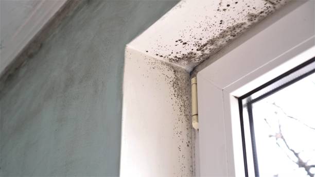 Best Post-Flood Mold Remediation in Blandon, PA